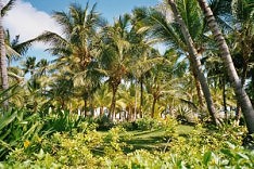 Gartenanlage im RIU-Resort