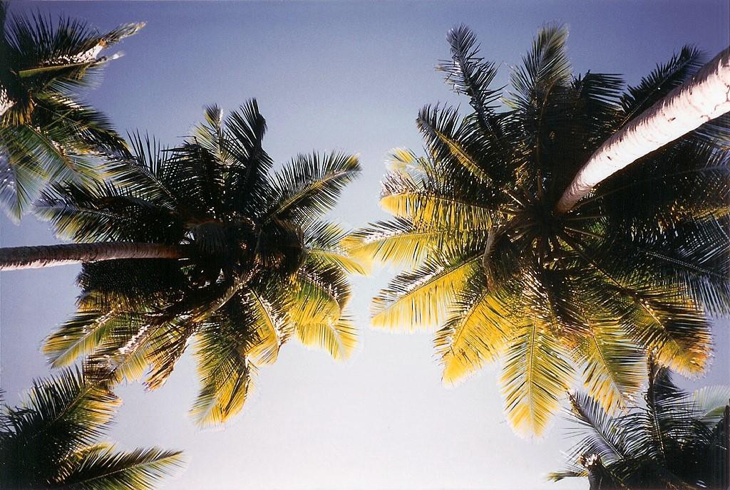 palmen001-1024