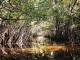 mangroven003-1024