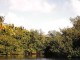 mangroven004-1024