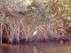 mangroven007-1024