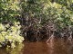 mangroven008-1024